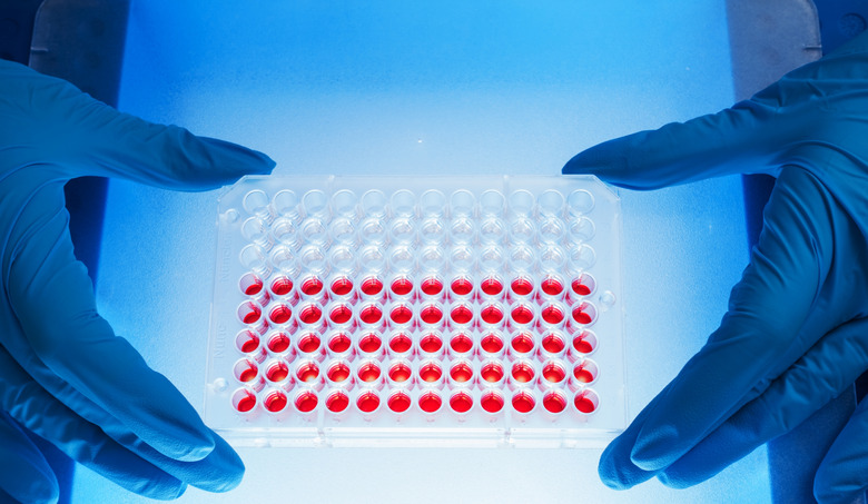 96 well plate for PCR processing, microbiological laboratory