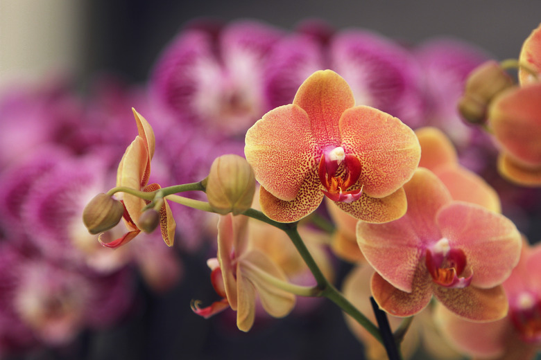 orchids