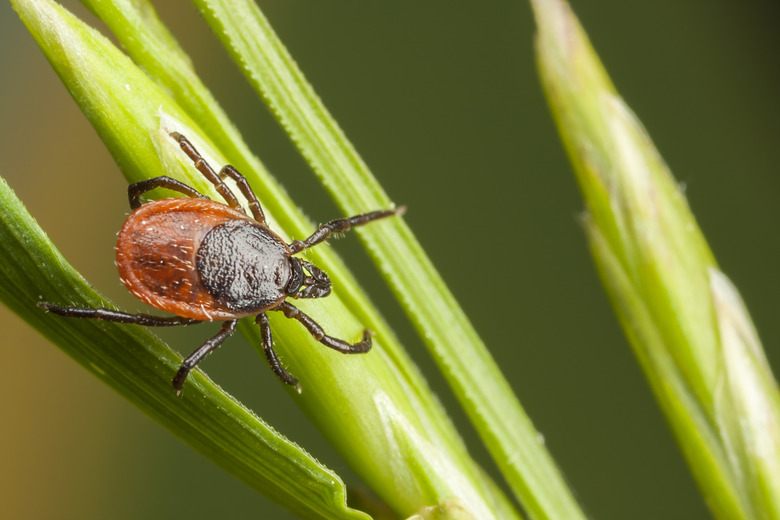 Closeup of tick on a plant straw