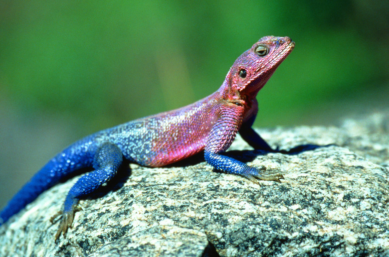 Lizard on rock, close-up