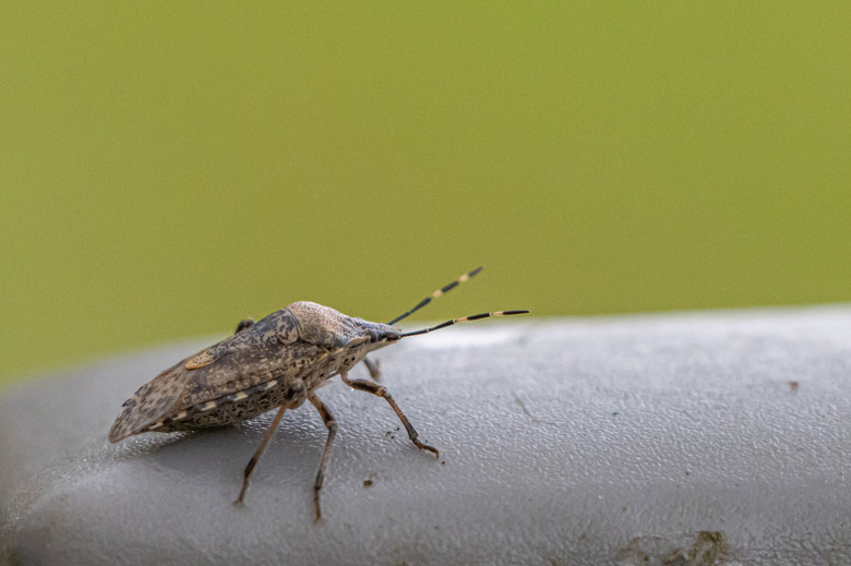 on a fence post sits a little brown bug