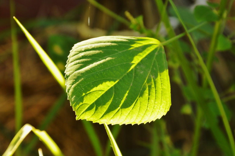 Indian copper leaf tropical herb for feeding and antidote to cat