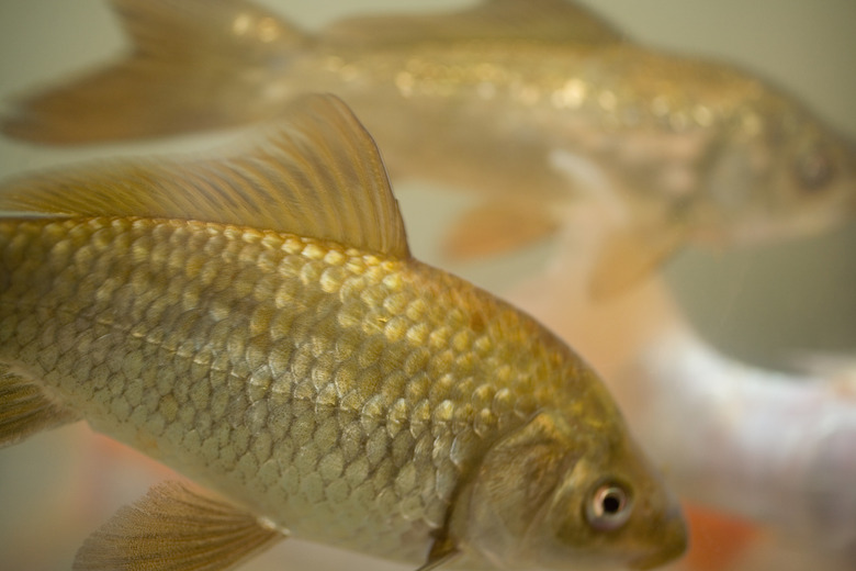 Fish in aquarium