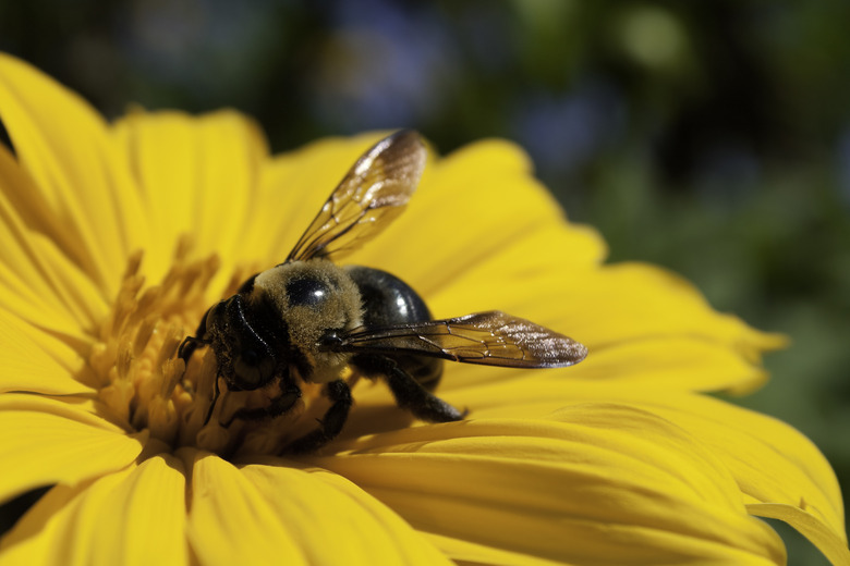 Bee Pollinating Marigold