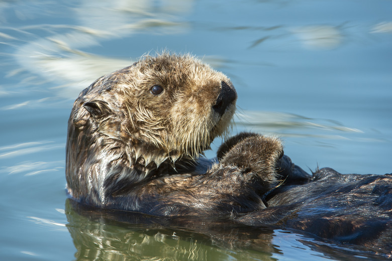 Close-up of Wild Sea Otter Resting in Calm Ocean Water