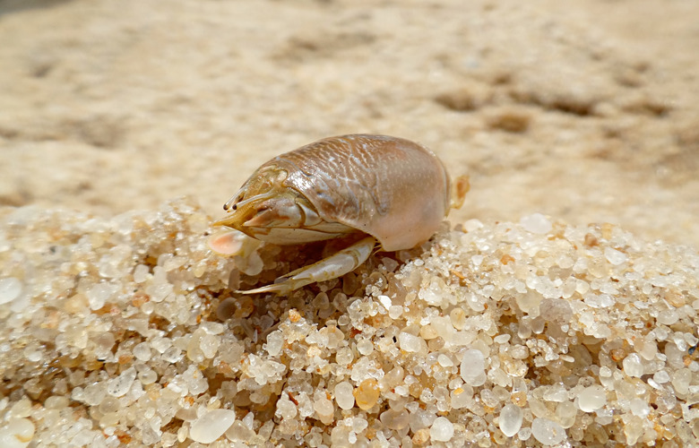 Close up Eremita Brasiliensis, brazilian Crustacean in the sand of the beach