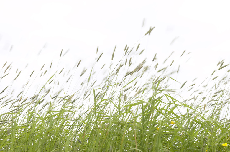 Close-up of grasses blowing in the wind