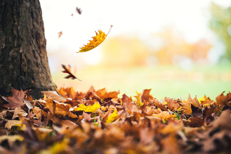 Autumn Leaves Falling From The Tree