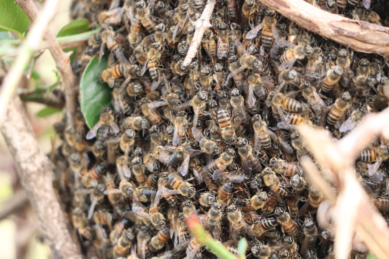 Closeup on a bee hive.