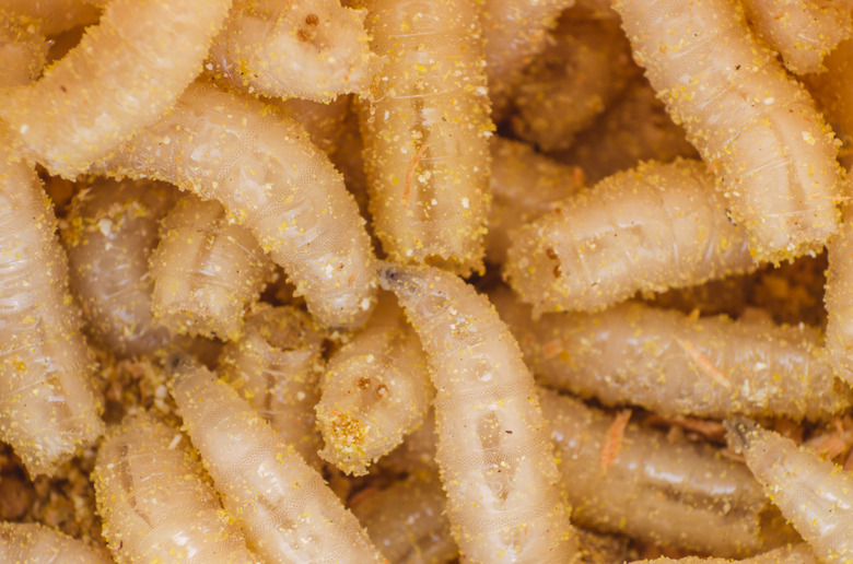 Larva of a meat fly in sawdust