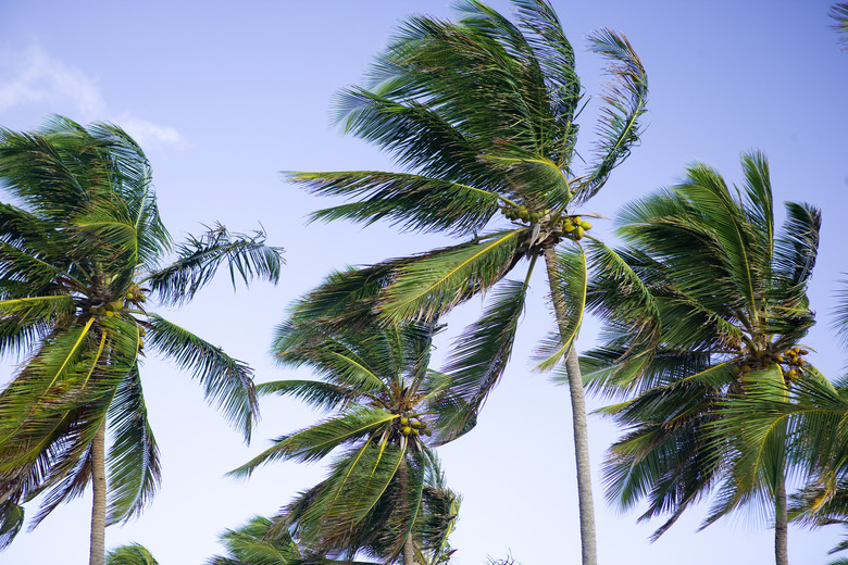 Palm trees swaying in breeze