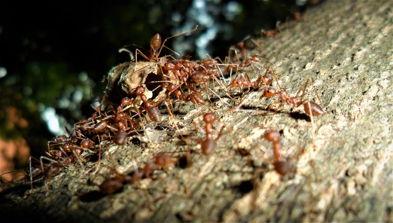 a Swarm of Red Ants