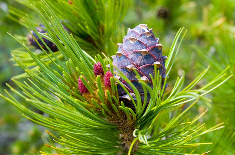 A cedar cone