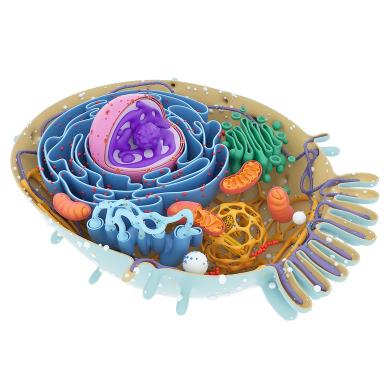 Cell structure, illustration