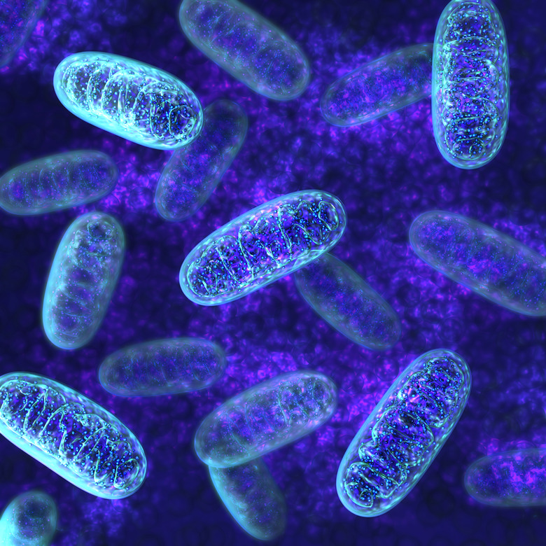 Mitochondria - microbiology