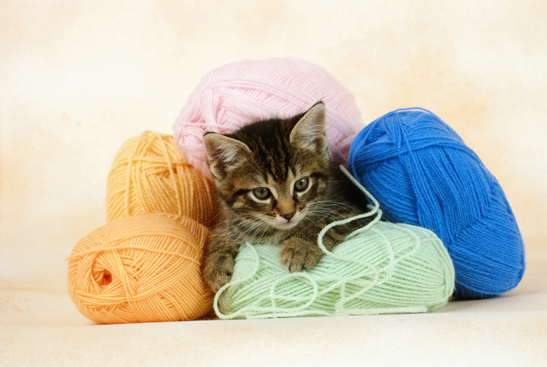 Kitten lying between wool