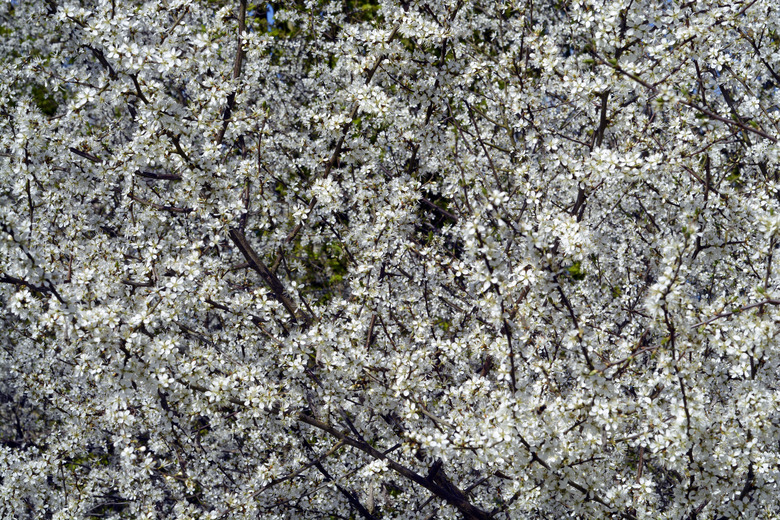 white spring blossom twig branches of Prunus Pyrus srene background