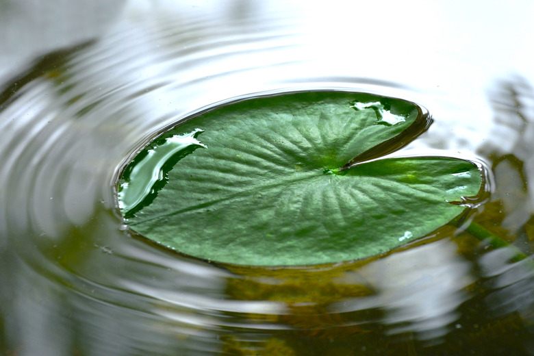 Lily Pad on Rippled Water Close Up Abstract