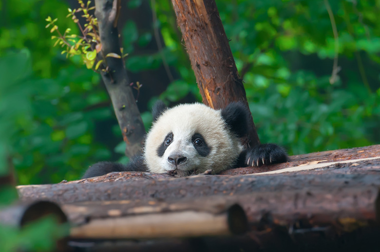 Young panda bear in forest