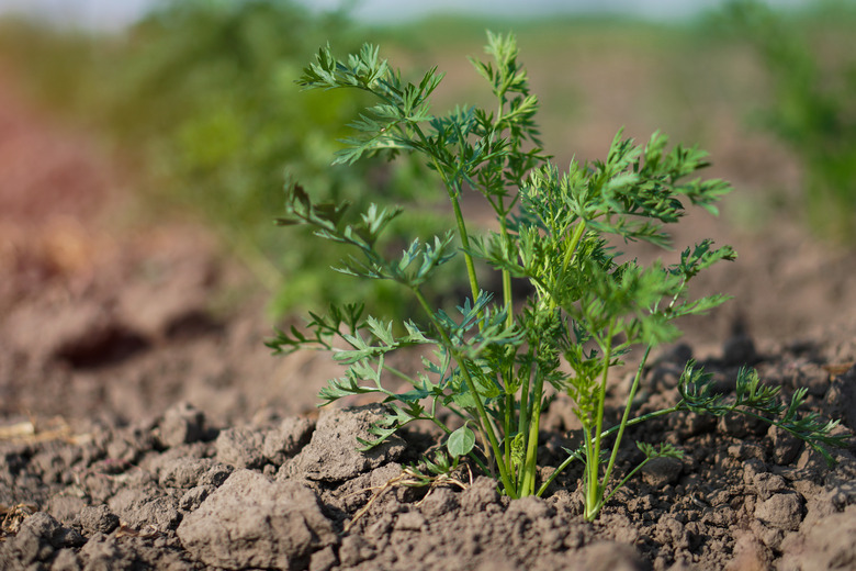 Planted carrot plants in the garden. Vegetarian ecological food. Stock background, photo