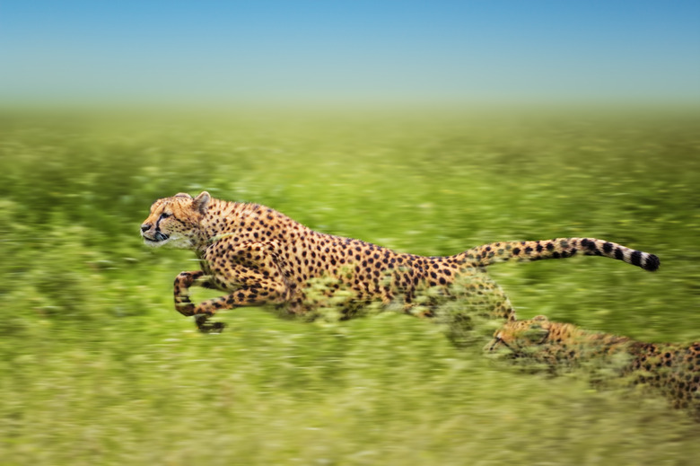 running cheetahs