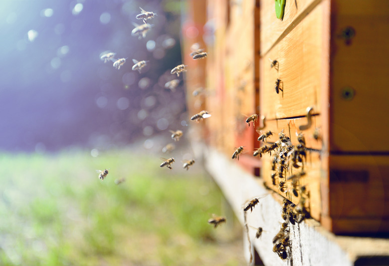 Bees flying around beehive. Beekeeping concept.