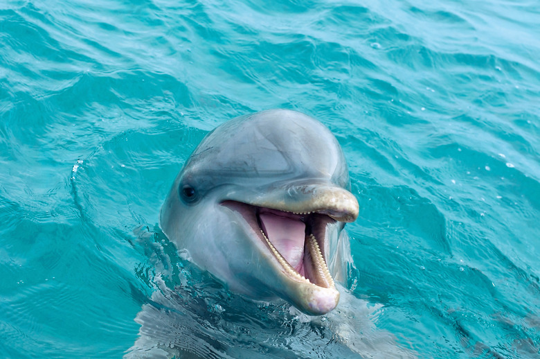 What Are the Characteristics of Dolphins?