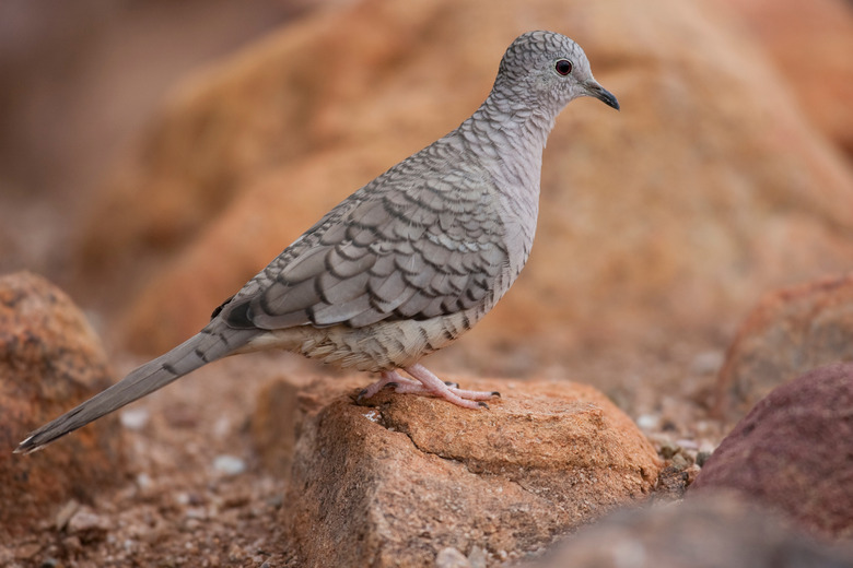 Inca Dove