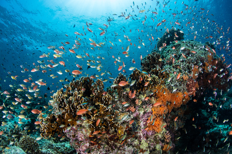 Diverse Coral Reef