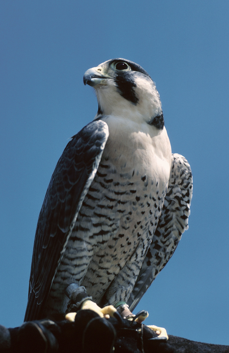 The Characteristics of Falcons