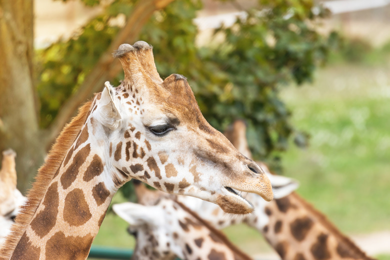 Side view portrait of the head of Rothschild Giraffe outdoors