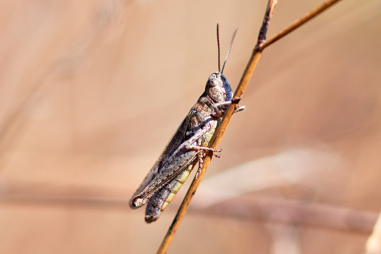 Grasshopper sits on the grass close-up. Macro photo of a grasshopper sitting on a sheet. Locust sitting in the grass. A green grasshopper sits on a branch.