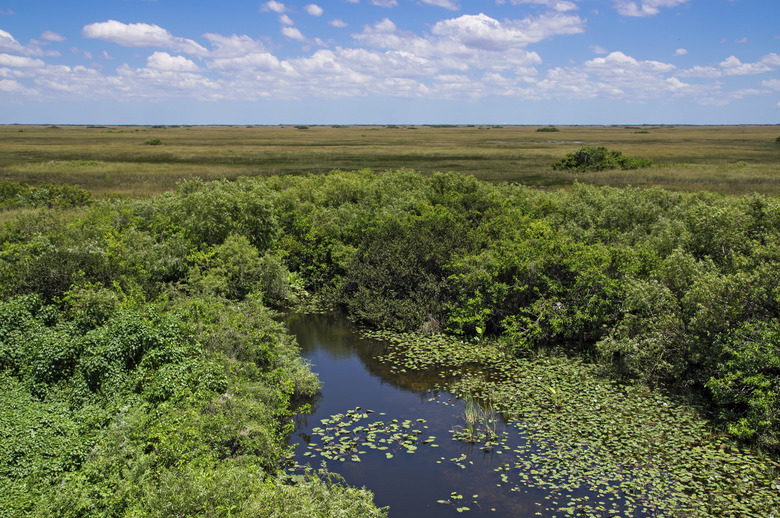 Florida Everglades