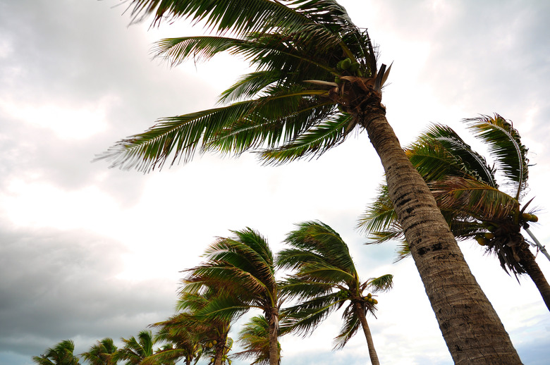 Palm tree at the hurricane