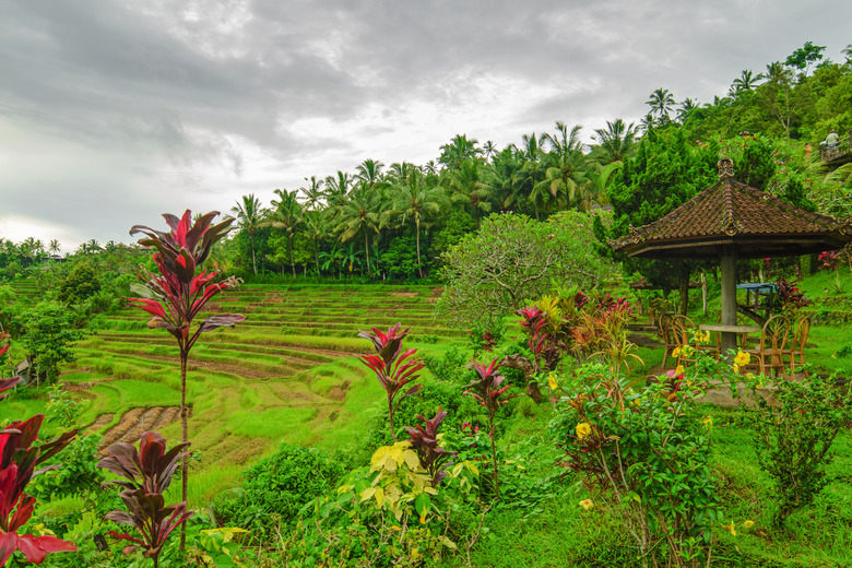 Rice terrace