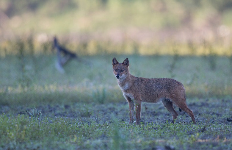 Golden jackal standing on meadow