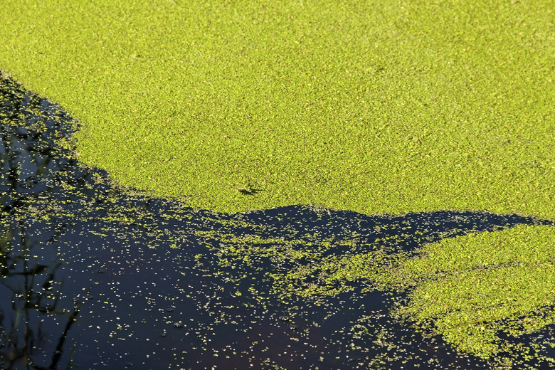 Green algae.