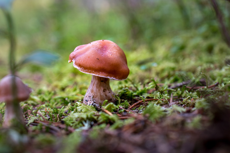 Norway close to Oslo, close up of little brown mushroom in green moss