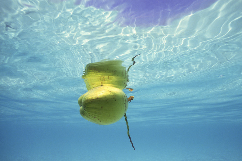 Coconut floating on the sea