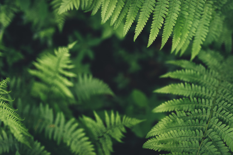 Fern Leaves In The Forest