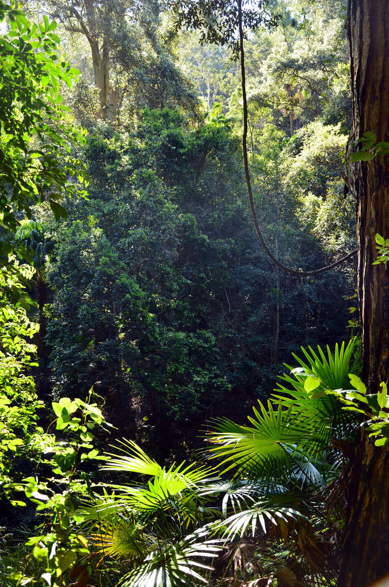 Rainforest understory of ferns, palms and vines