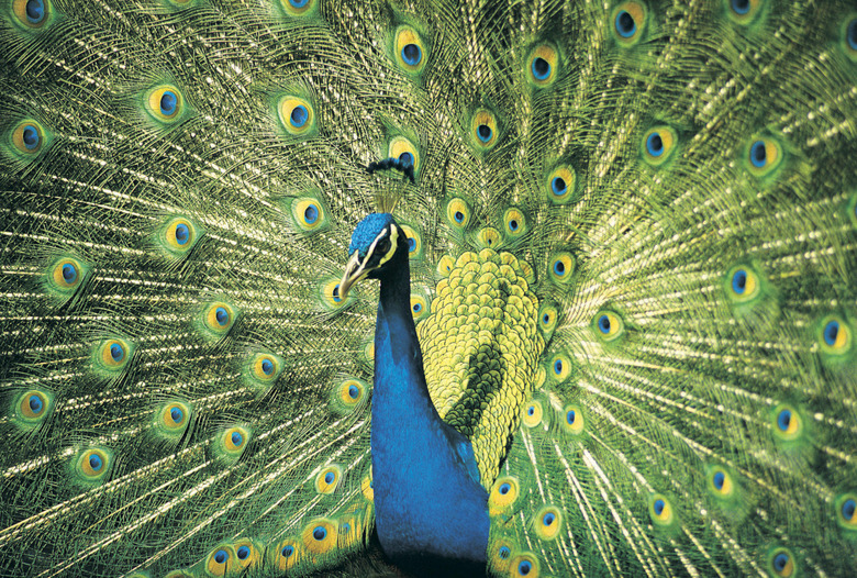 Peacock displaying