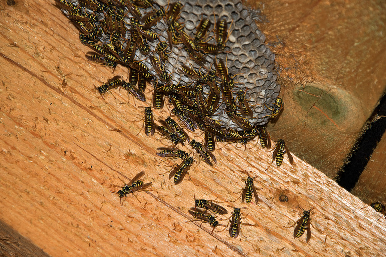 Vespula vulgaris. Wasp nest in the attic of the house