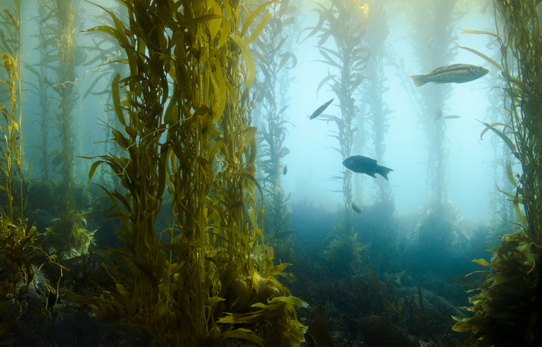 Kelp Forest