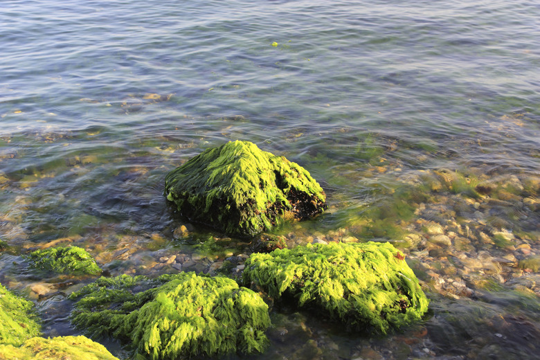 Green algaes over rocks