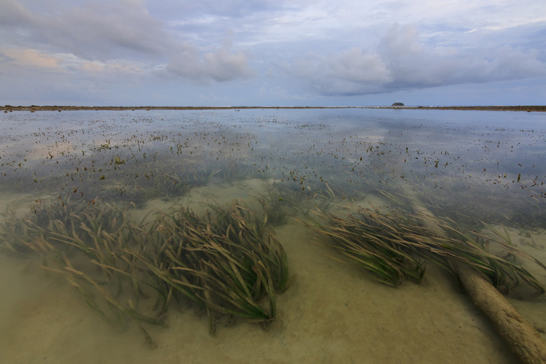 Seaweeds under shallow water at Borneo, Sabah, Malaysia