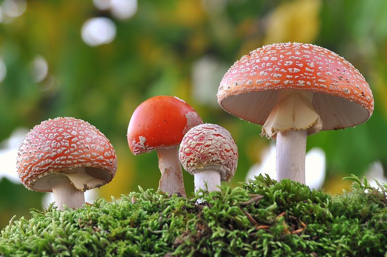 Amanita muscaria family