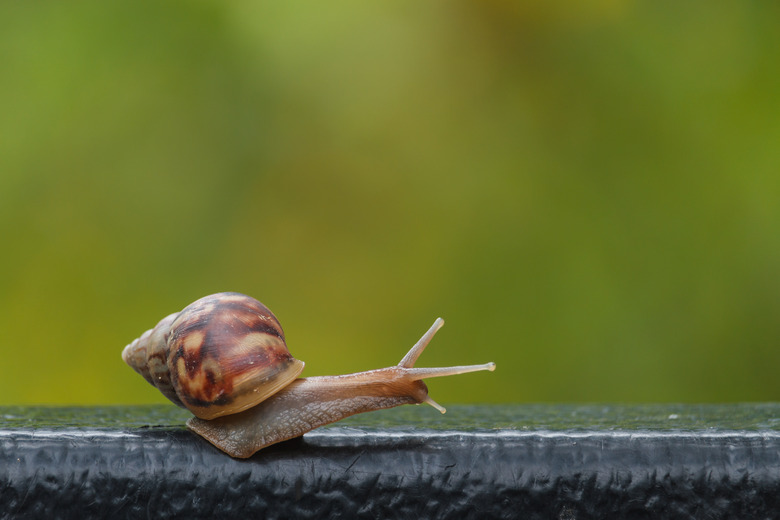 Characteristics of Snails & Slugs