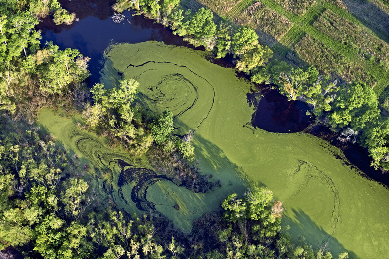 Aerial view of Louisiana swamp