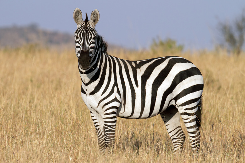 Zebra at dawn on the Serengeti plains, Tanzania